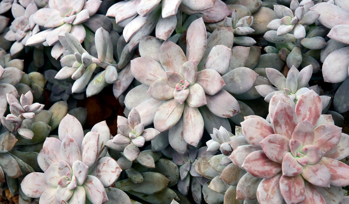 Kövirózsa: A Titkos Magyar Gyógynövény!