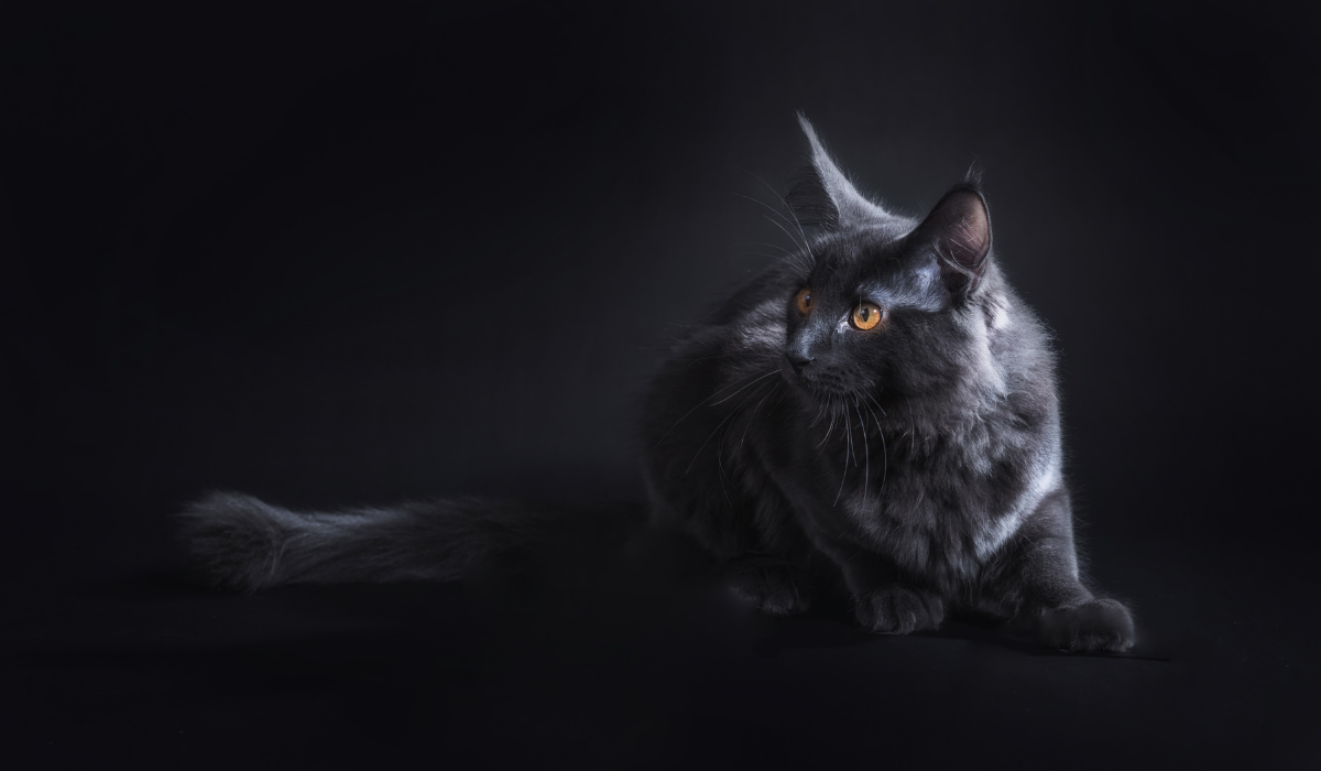 Így Figyelmeztet a Macskád a Negatív Energiákra! Erre Érdemes Figyelni…