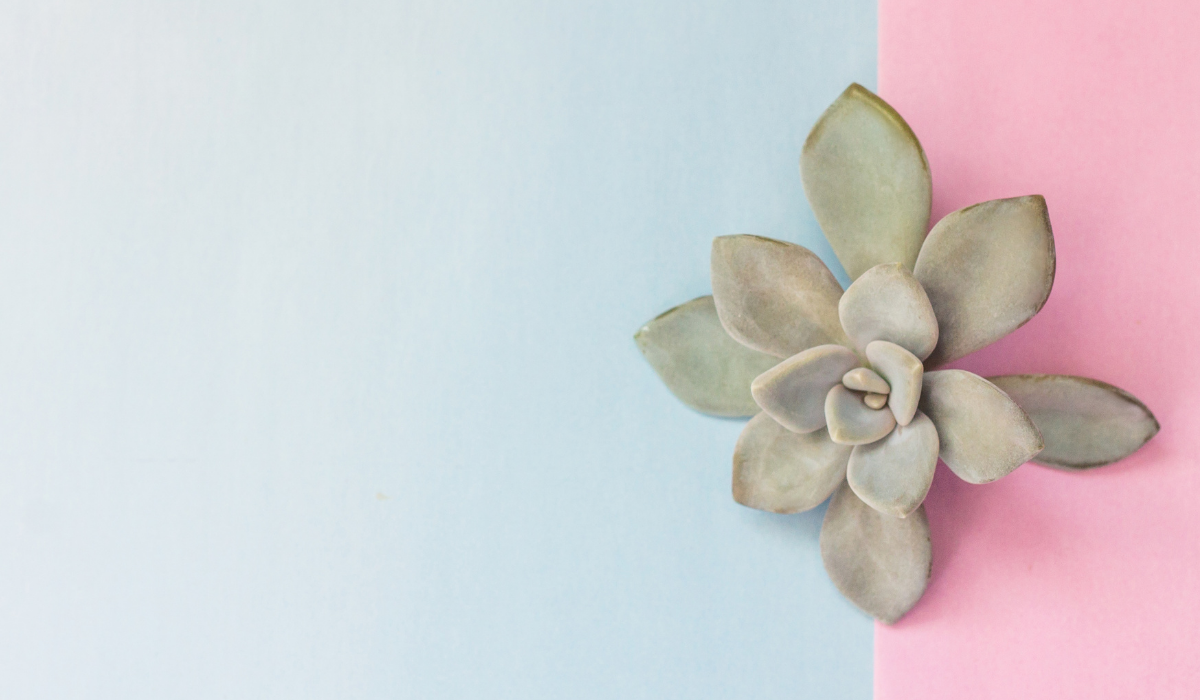 Bőrkeményedés Ellen ez a Leghatásosabb Olcsó Növény!