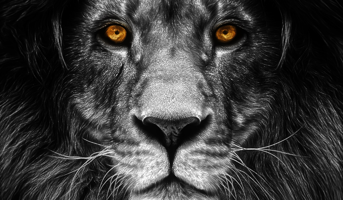 Van Oroszlán Ismerősöd? Akkor Jobb Ha Vigyázol Ezzel Az 5 Dologgal