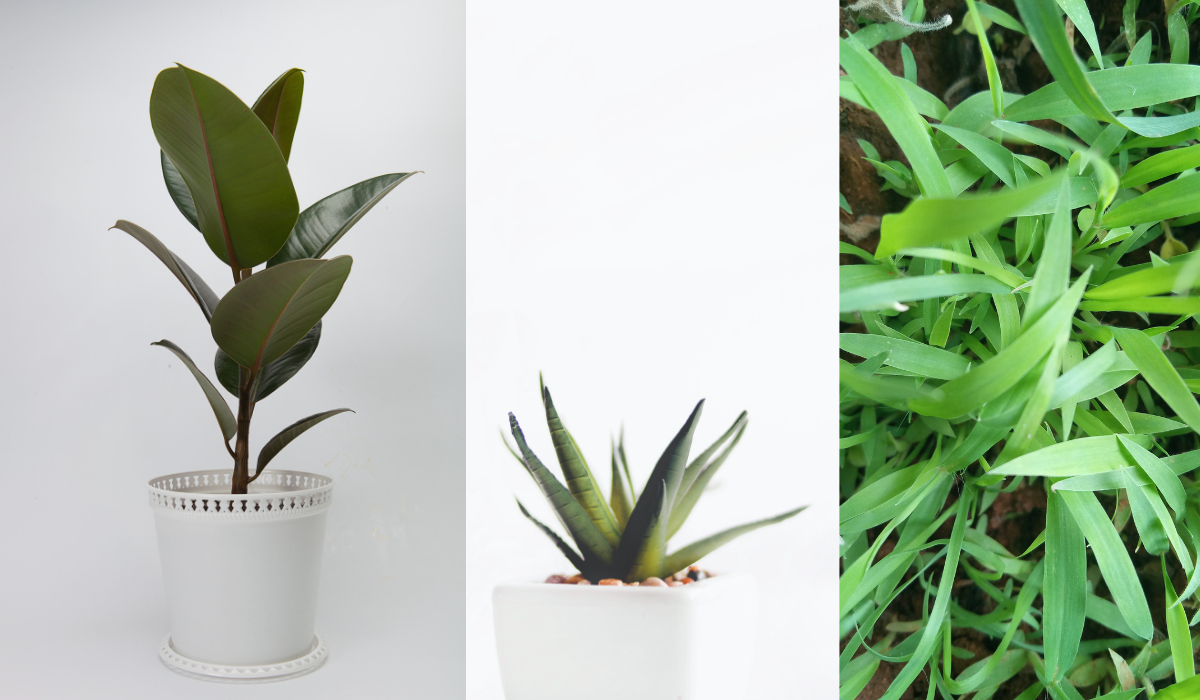 A Legjobb Oxigén Generáló Növények Folyamatosan Elöntik a Szobát Friss, Egészséges Levegővel! Itt a Teljes Lista