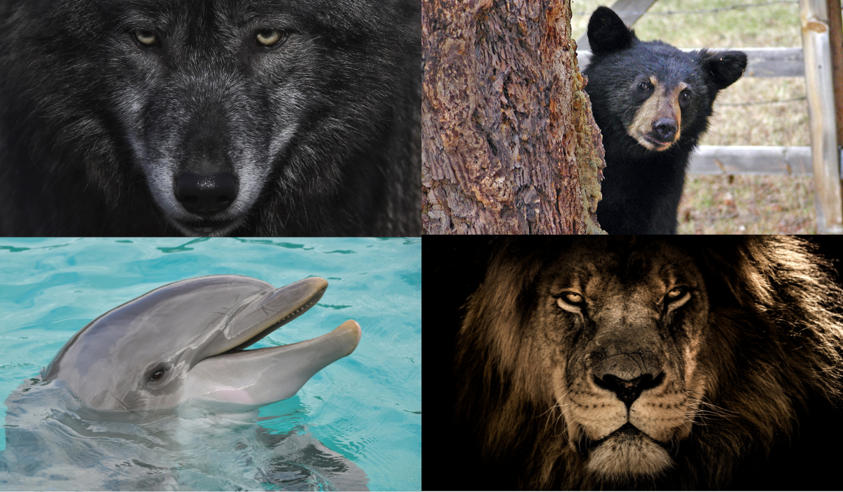 Teszt: melyik állat a legszimpatikusabb számodra? Választásod megmutatja hogyan működik a biológiai órád!