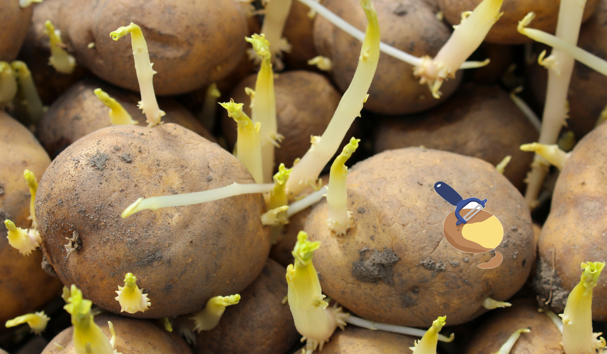 Pucoltál már kicsírázott krumplit? Ha ezt elolvasod, SOHA többé nem teszed