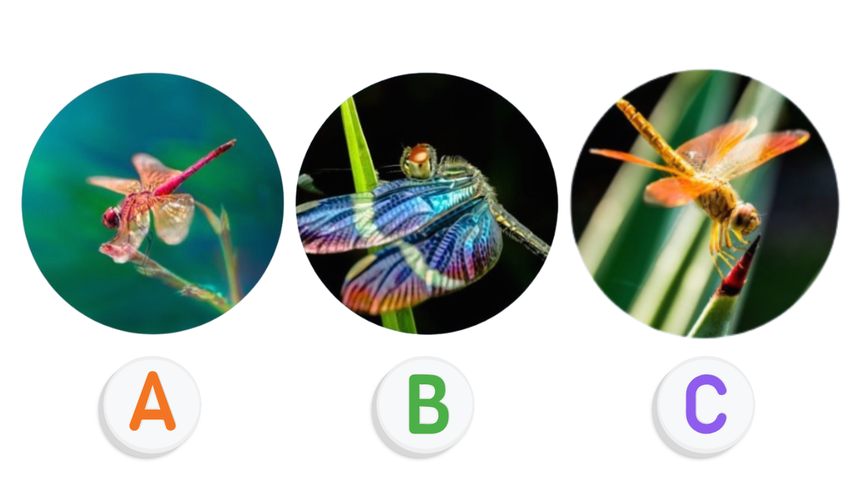 Mennyire vagy kíváncsi természetű? Válassz egy szitakötőt és kiderül